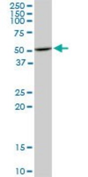 Monoclonal Anti-HDAC3 antibody produced in mouse clone 3E11, purified immunoglobulin, buffered aqueous solution