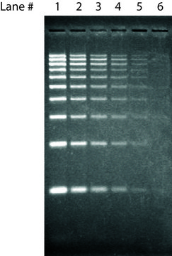 SYBR® Green I nucleic acid gel stain 10,000 × in DMSO